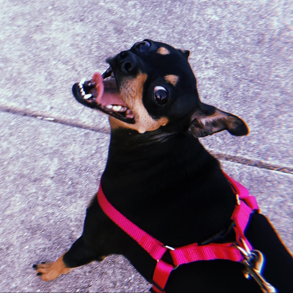 Meet your Posher, Iza